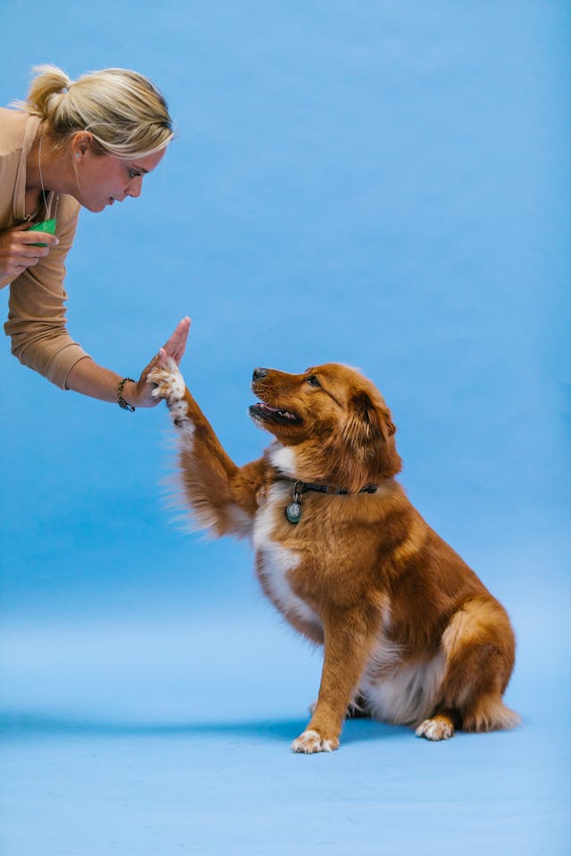 Is dog training without food efficient?