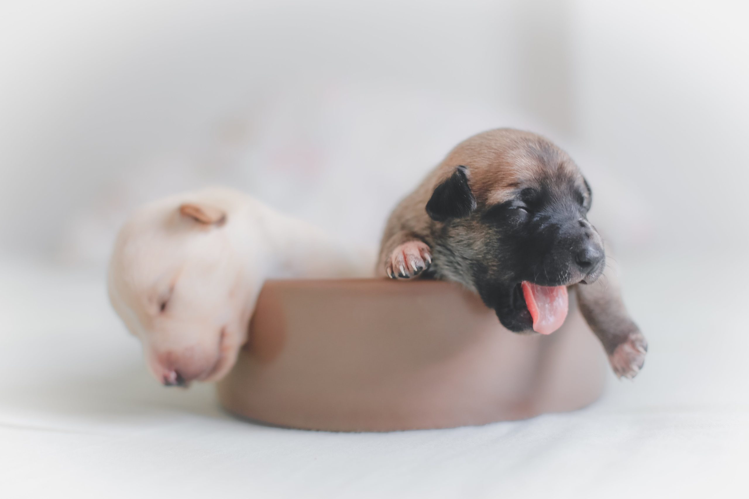 Buying a puppy: What do you need to know before getting it?